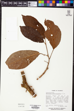 Baccaurea papuana image