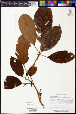 Baccaurea papuana image