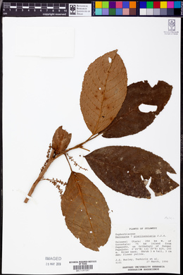 Baccaurea papuana image