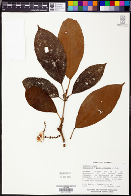 Baccaurea papuana image