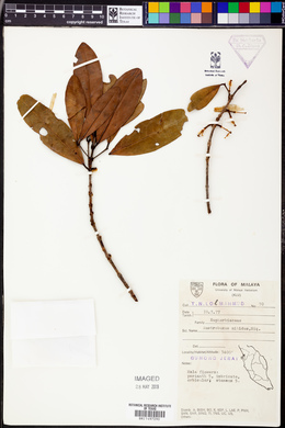 Austrobuxus nitidus image