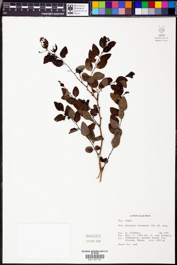 Breynia racemosa image