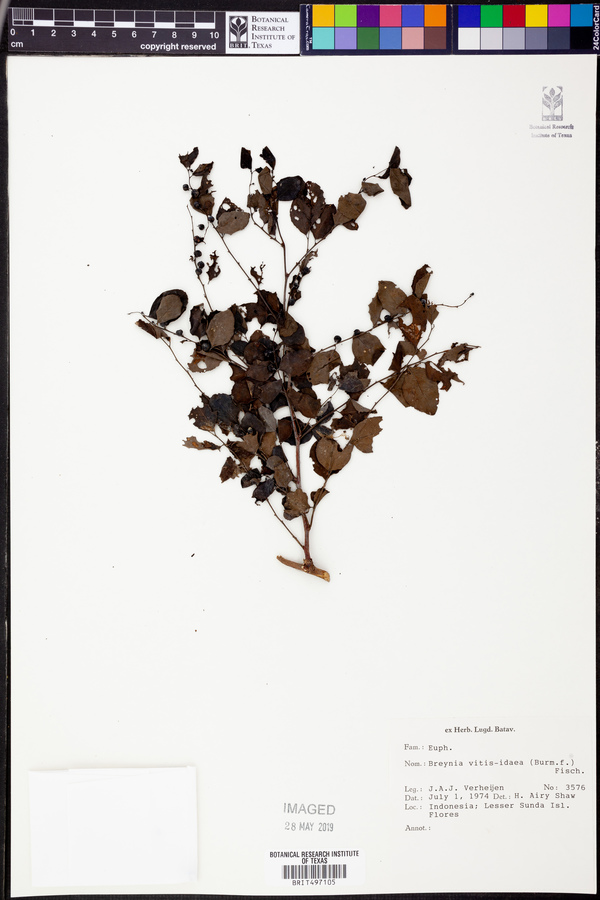 Breynia vitis-idaea image