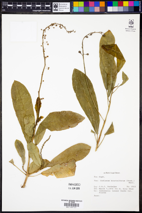 Codiaeum bractiferum image