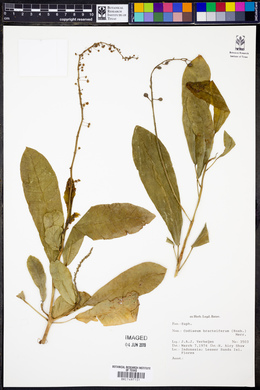 Image of Codiaeum bractiferum