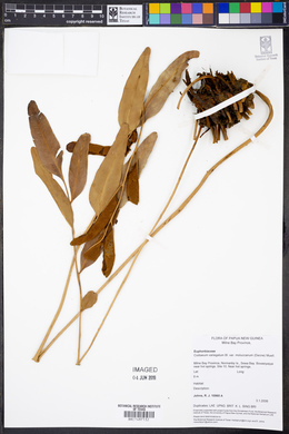 Codiaeum variegatum var. variegatum image