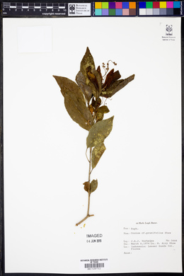 Croton nitens image