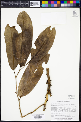 Drypetes longifolia image