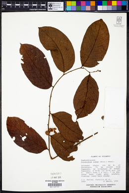 Phyllanthus albus image