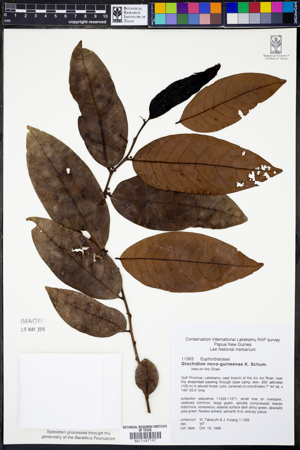 Glochidion novoguineense image