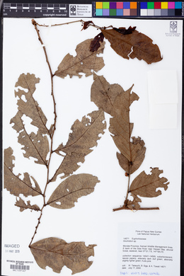 Image Associated With the Occurence