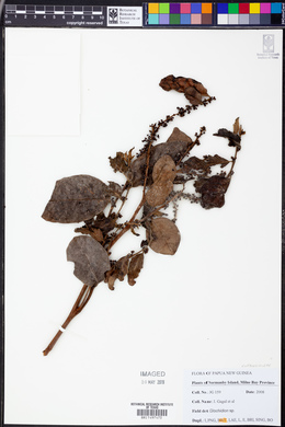 Image Associated With the Occurence