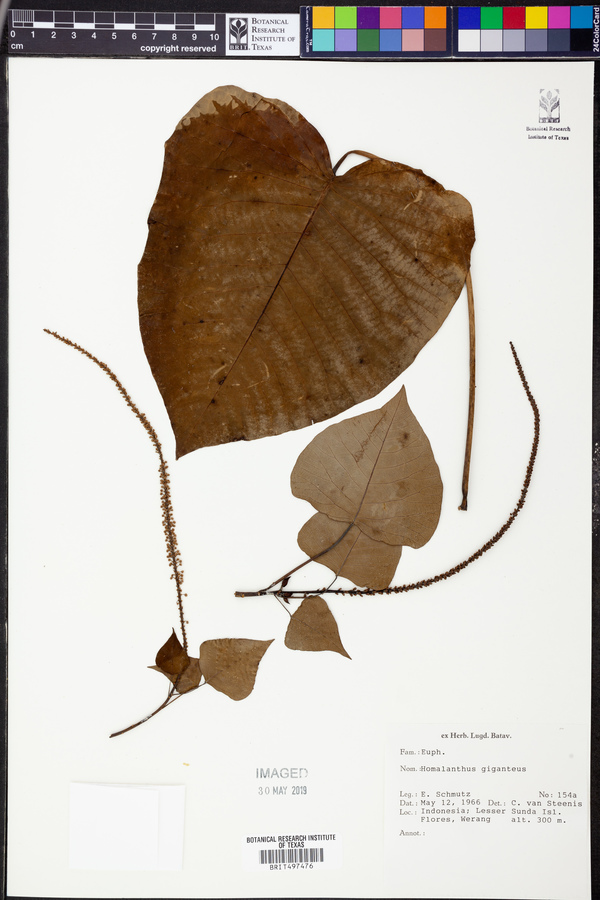Homalanthus giganteus image