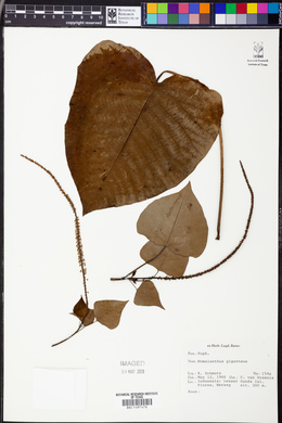 Image of Homalanthus giganteus