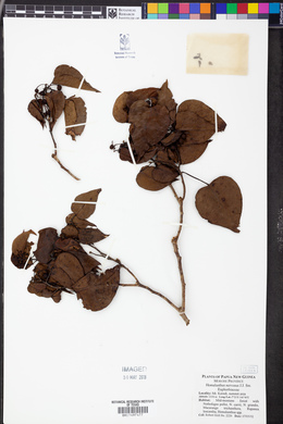 Homalanthus nervosus image