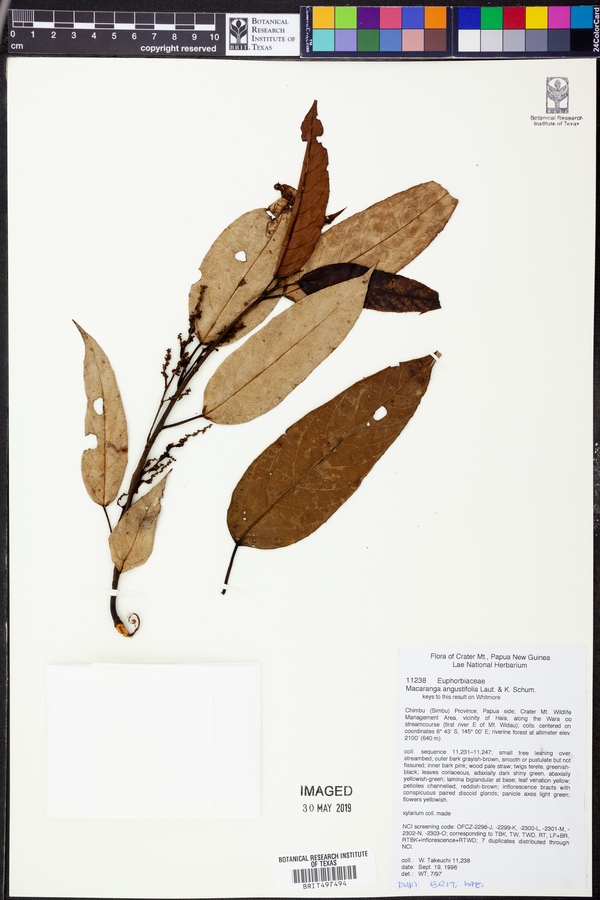 Macaranga angustifolia image