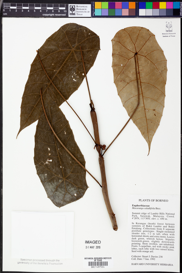 Macaranga caladiifolia image