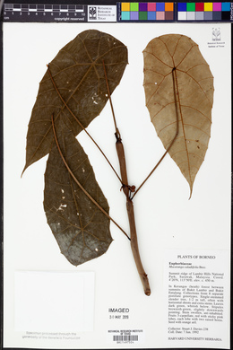 Image of Macaranga caladiifolia