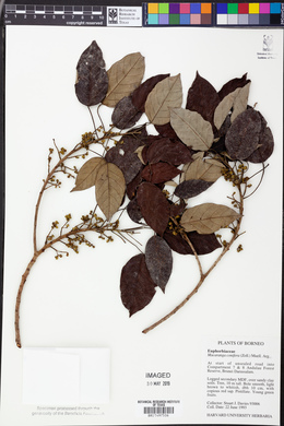 Macaranga conifera image