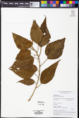 Macaranga densiflora image