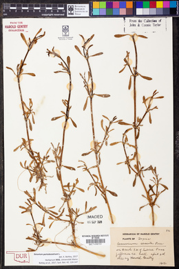 Sesuvium portulacastrum image