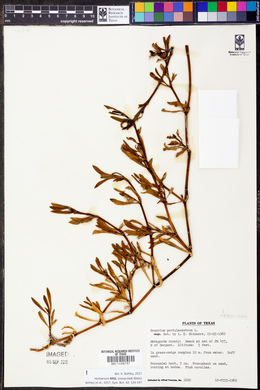 Sesuvium portulacastrum image