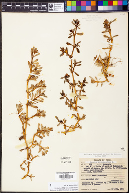 Sesuvium portulacastrum image