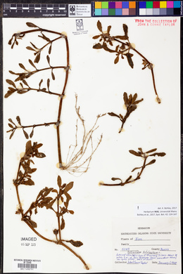 Sesuvium portulacastrum image