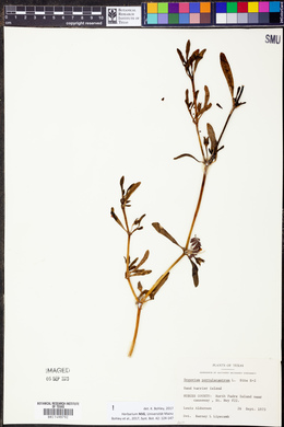 Sesuvium portulacastrum image