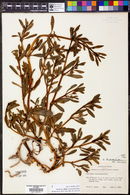 Sesuvium portulacastrum image