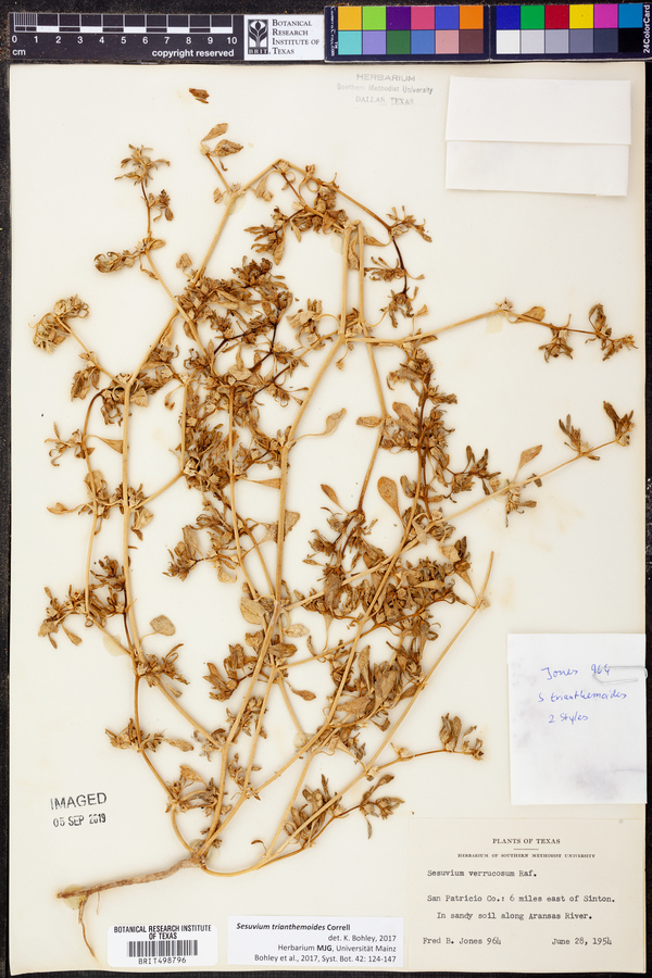 Sesuvium trianthemoides image
