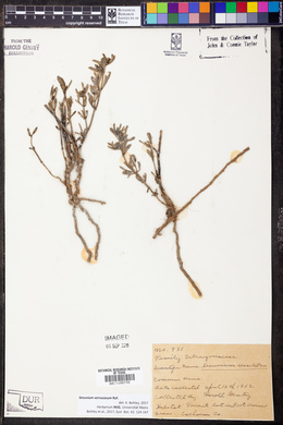 Sesuvium verrucosum image