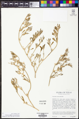 Sesuvium verrucosum image