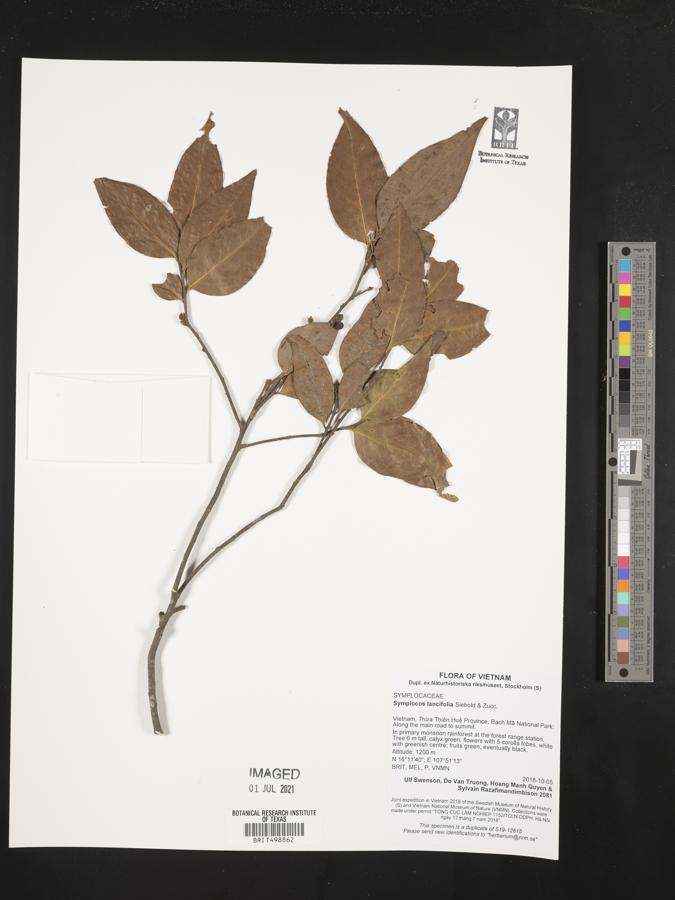 Symplocos lancifolia image