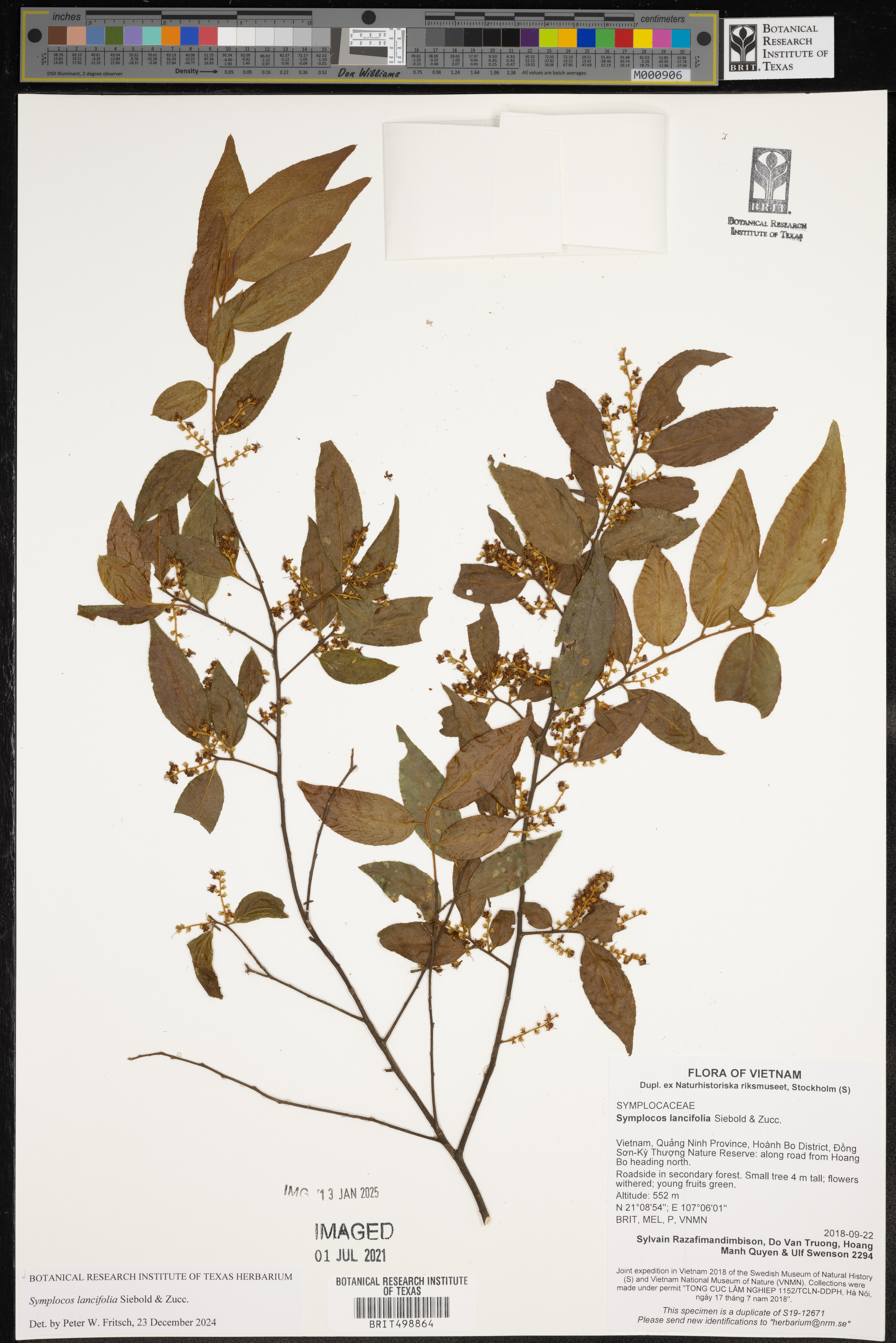 Symplocos lancifolia — ảnh 3