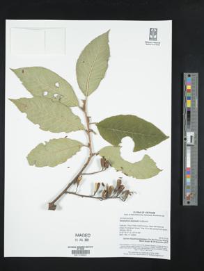 Image of Alniphyllum eberhardtii