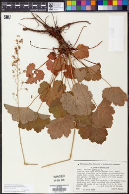 Heuchera americana image