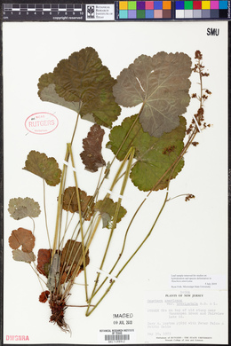 Heuchera americana image