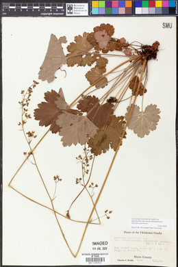 Heuchera americana image