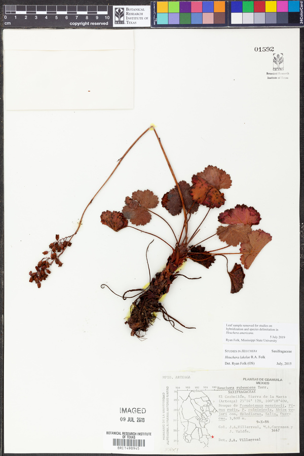 Heuchera lakelae image