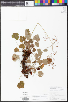 Heuchera rubescens image