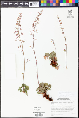 Heuchera rubescens var. versicolor image