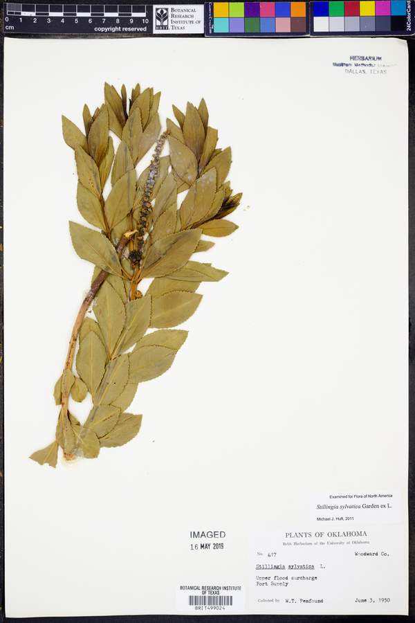 Stillingia sylvatica image