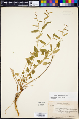 Tragia betonicifolia image