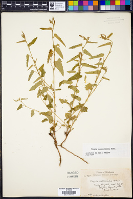 Tragia betonicifolia image