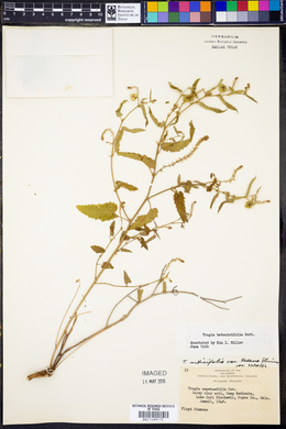 Tragia betonicifolia image