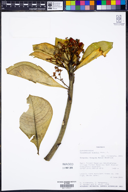 Synadenium grantii image