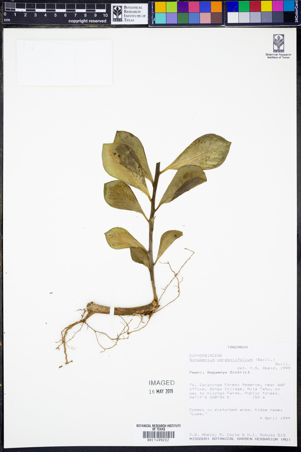 Euphorbia pereskiifolia image