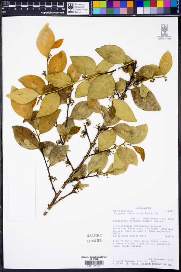 Suregada nigricaulis image