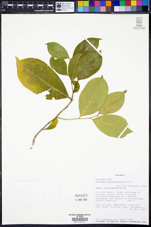 Suregada zanzibariensis image